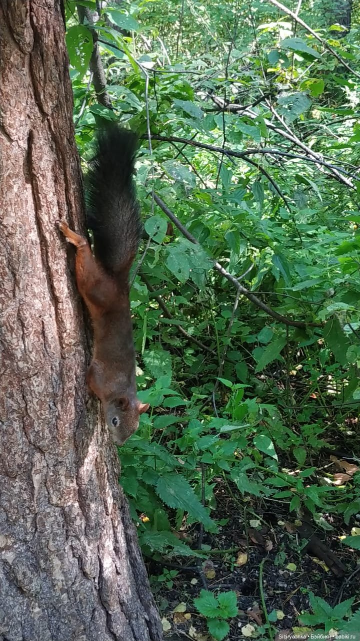 Кошечка Мурочка в любимом лесу