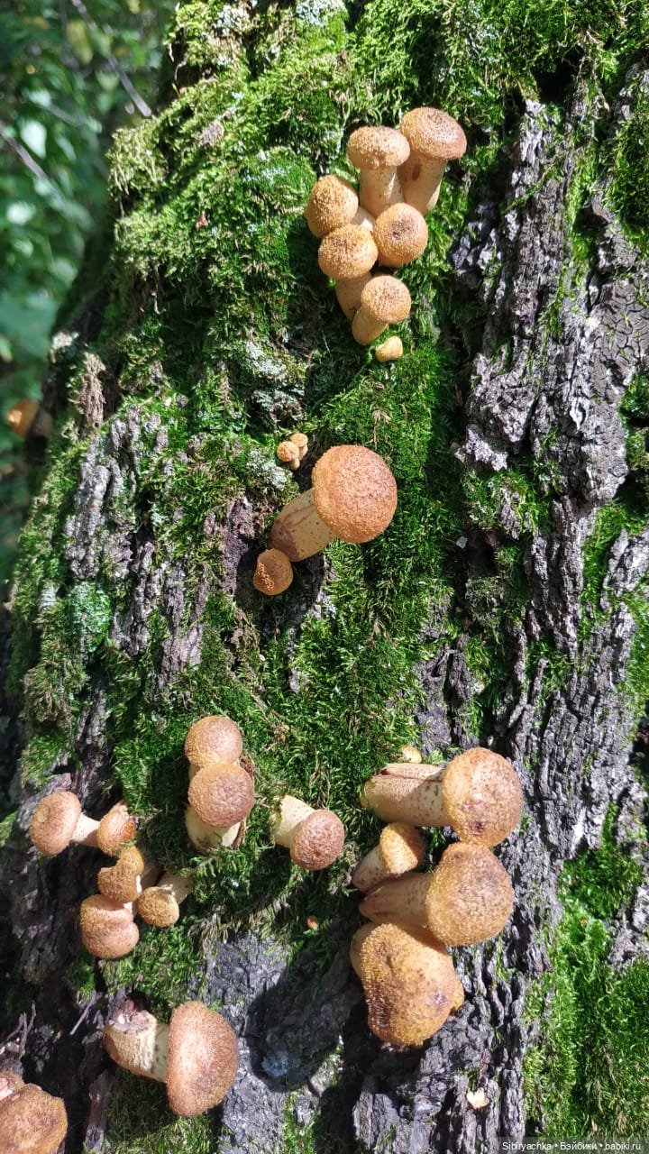 Кошечка Мурочка в любимом лесу (фото 9)