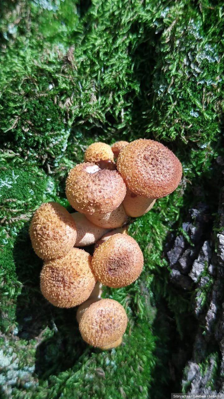 Кошечка Мурочка в любимом лесу (фото 10)