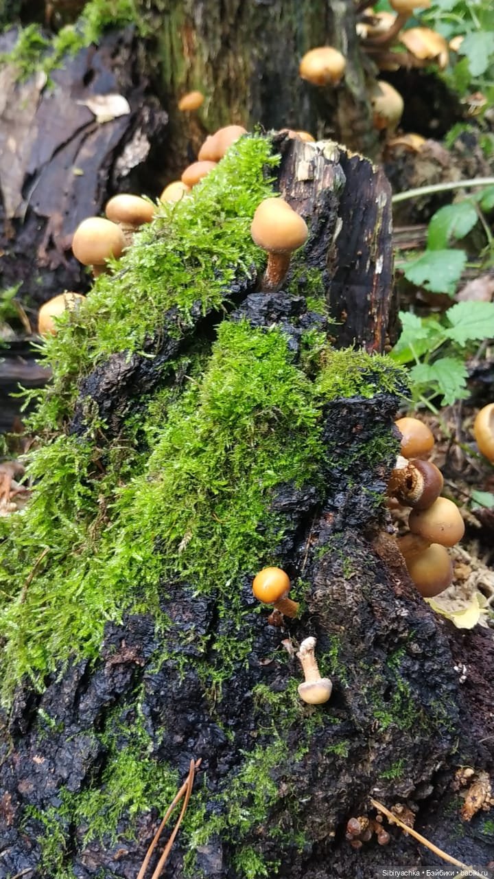 Василёк в лесу — Игровые куклы разных производителей (Разное): редкие бренды