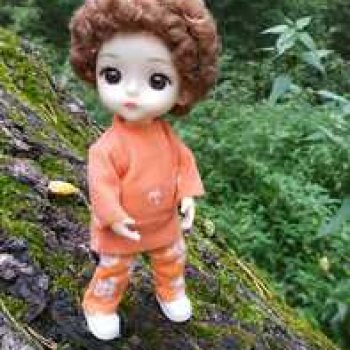 Василёк в лесу.