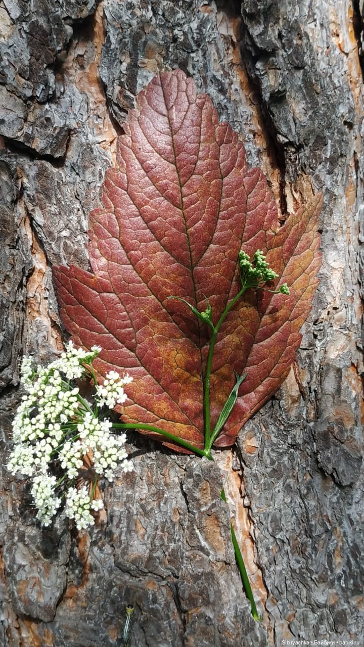 Лесные зарисовки на пороге осени