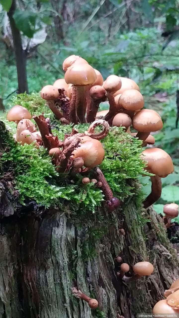 Лесные зарисовки на пороге осени (фото 4)