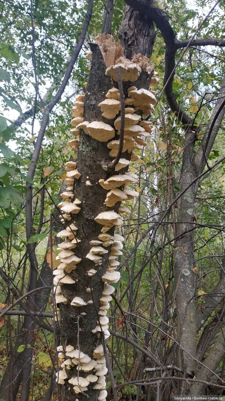 Лесные зарисовки на пороге осени