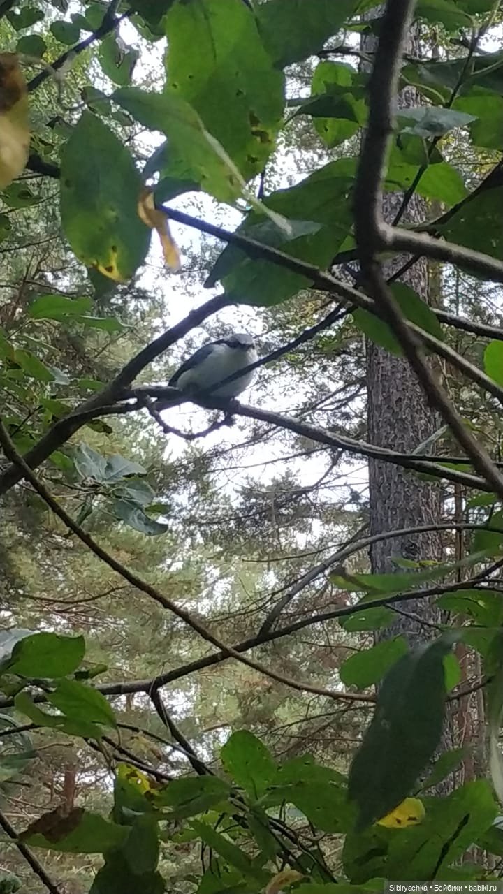 Лесные зарисовки на пороге осени