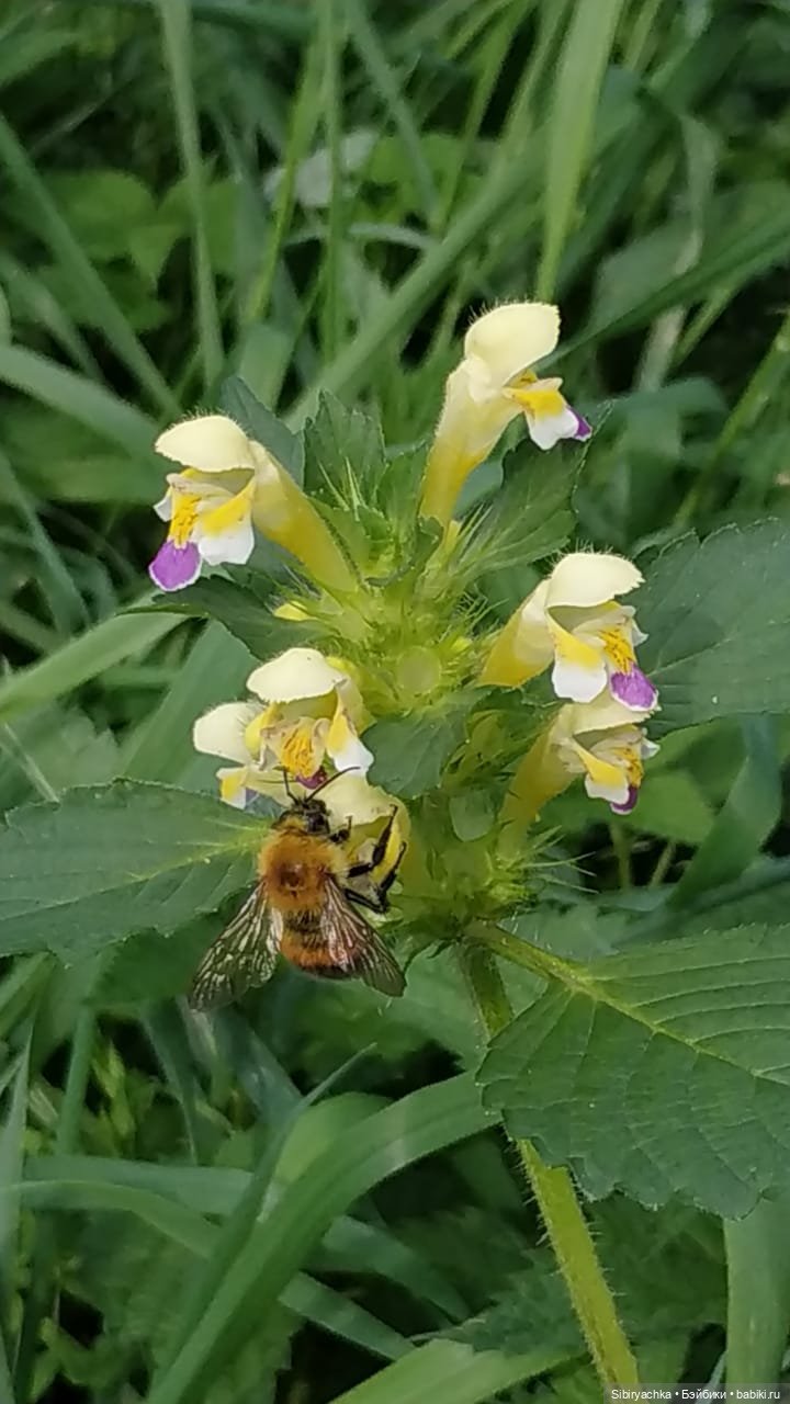 Лесные зарисовки на пороге осени