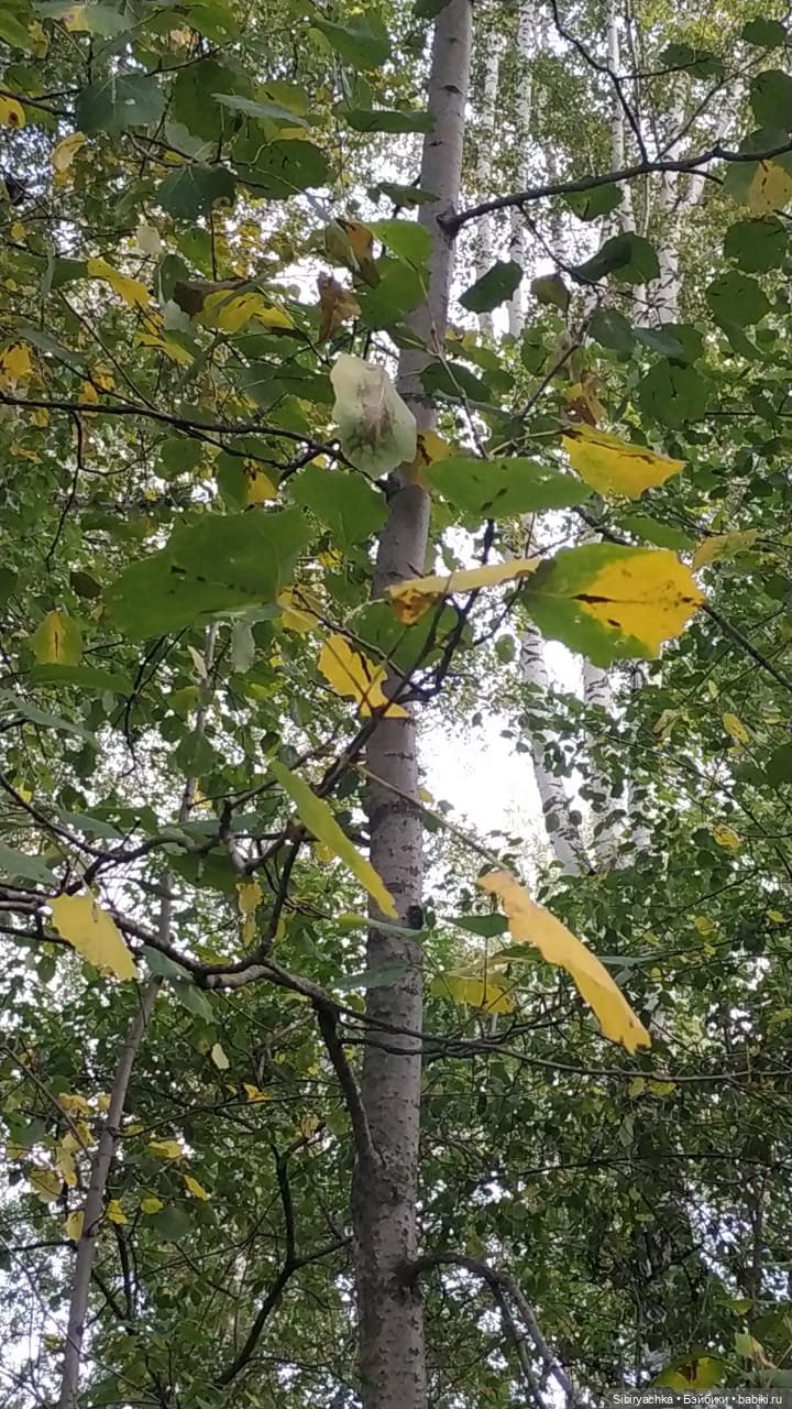 Лесные зарисовки на пороге осени