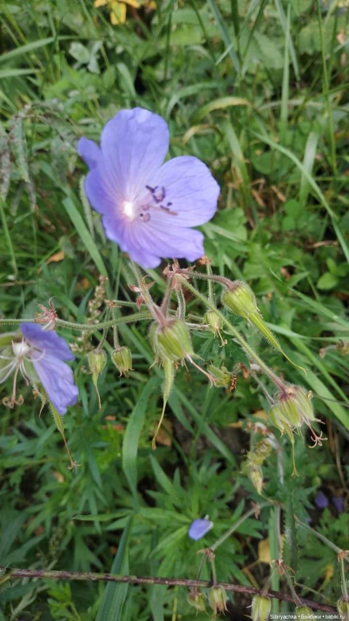 Лесные зарисовки на пороге осени