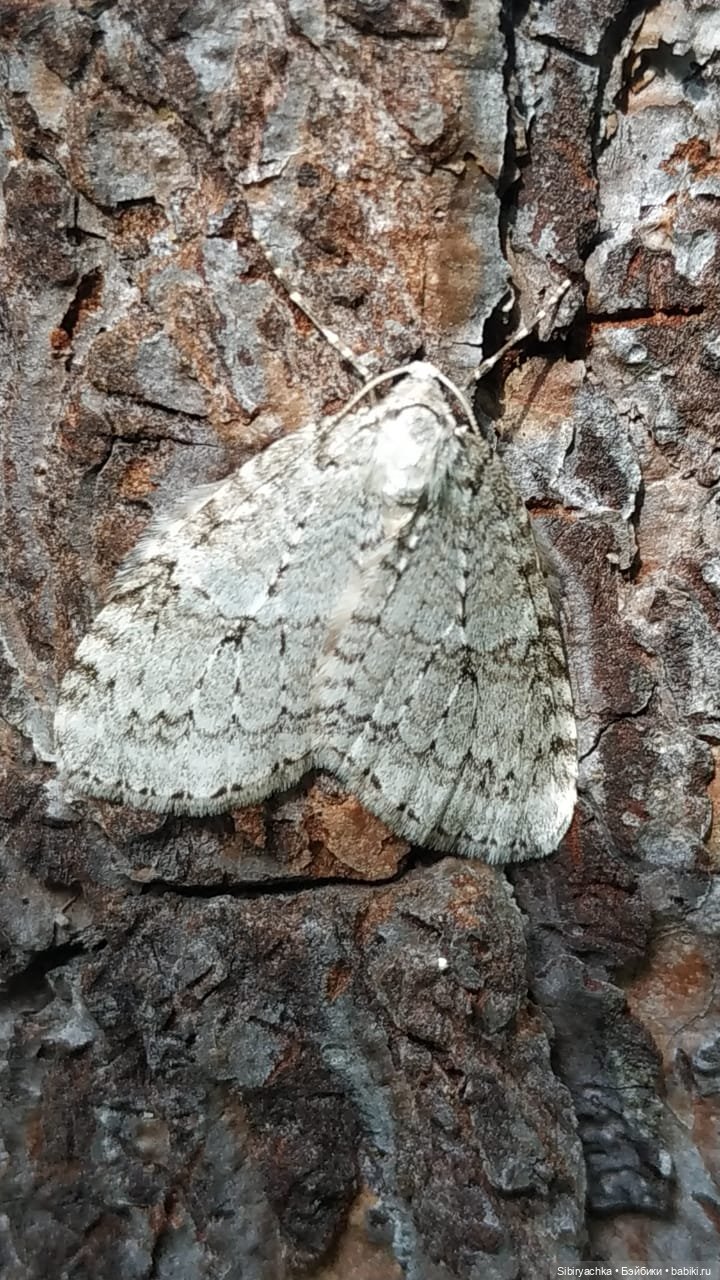 Лесные зарисовки на пороге осени