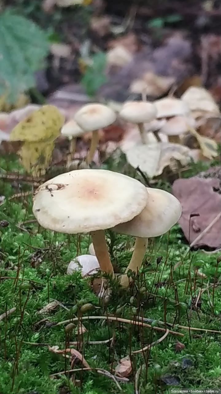 Лесные зарисовки на пороге осени (фото 5)