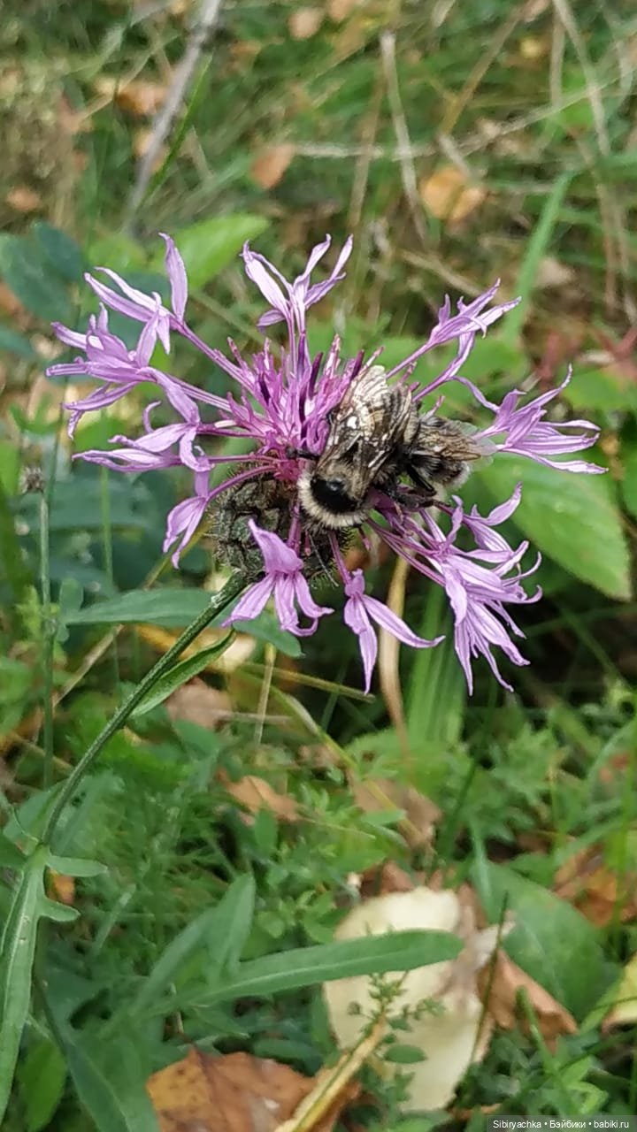 Лесные зарисовки на пороге осени