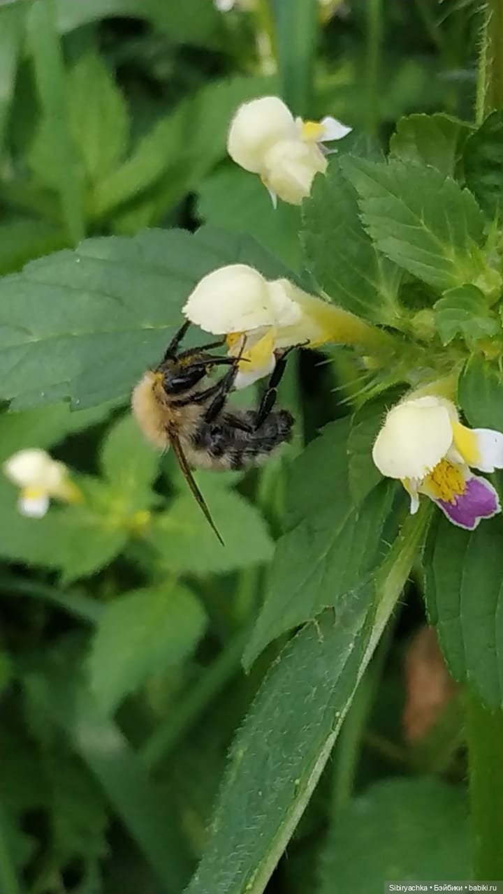 Лесные зарисовки на пороге осени