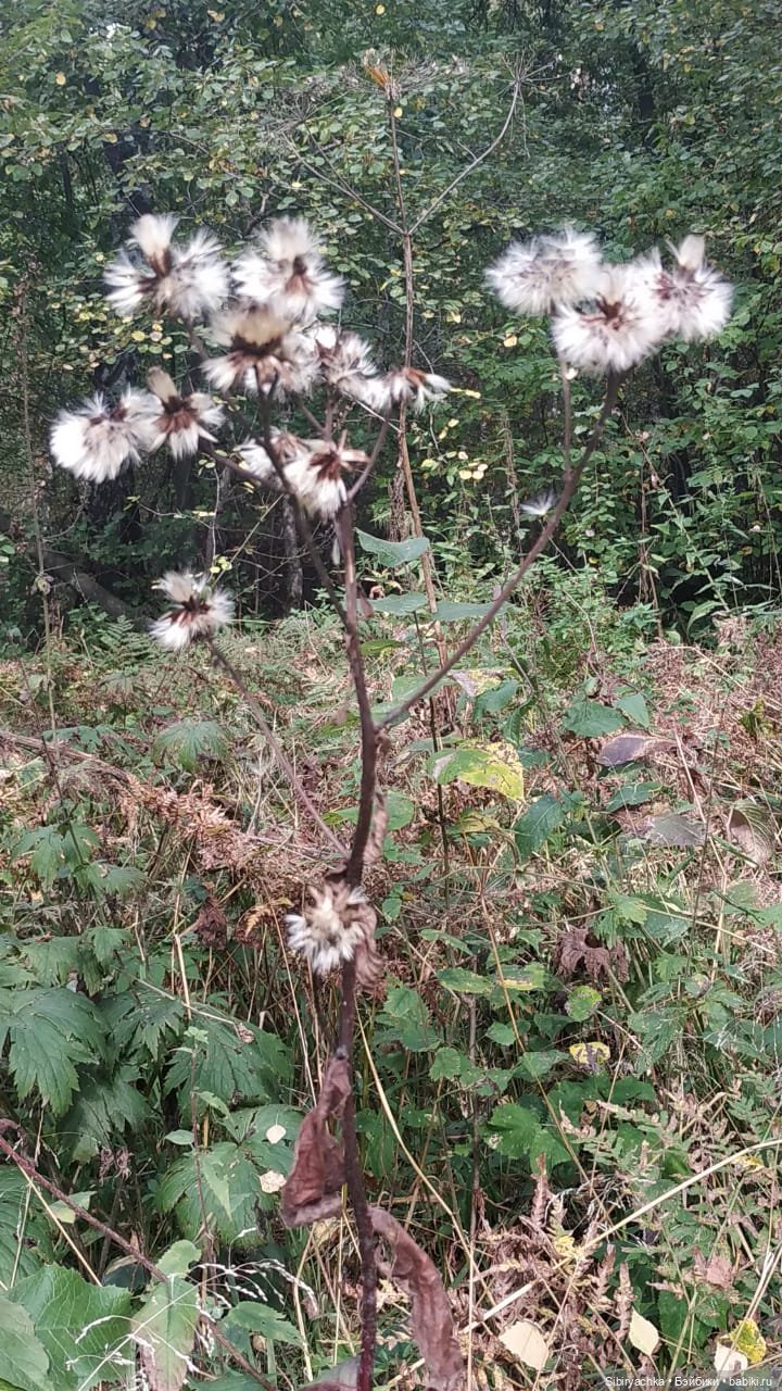 Лесные зарисовки на пороге осени