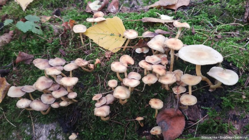 Лесные зарисовки на пороге осени (фото 7)