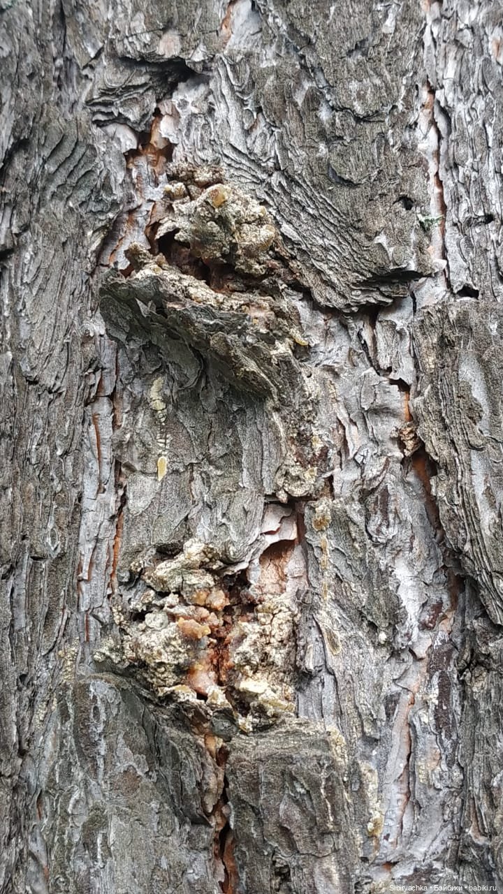 Лесные зарисовки на пороге осени