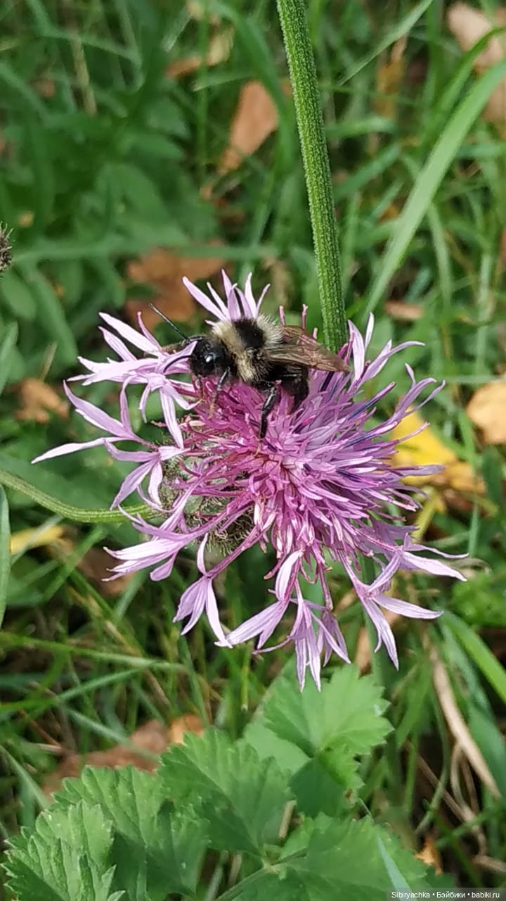 Лесные зарисовки на пороге осени