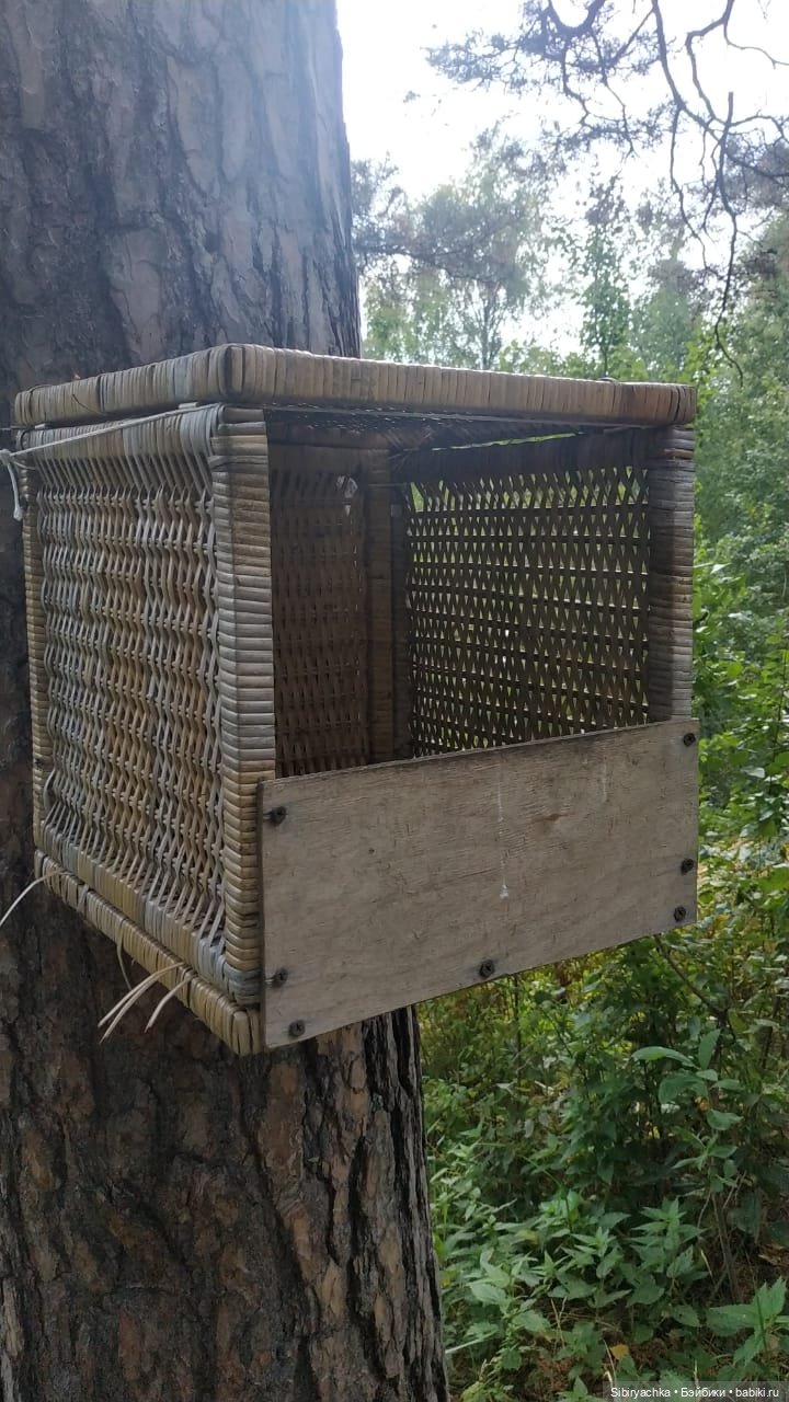 Лесные зарисовки на пороге осени