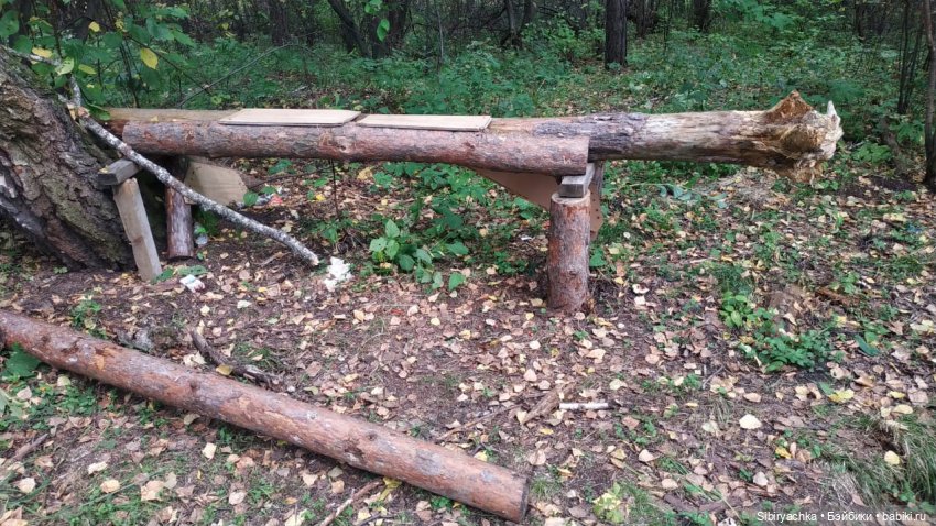 Лесные зарисовки на пороге осени