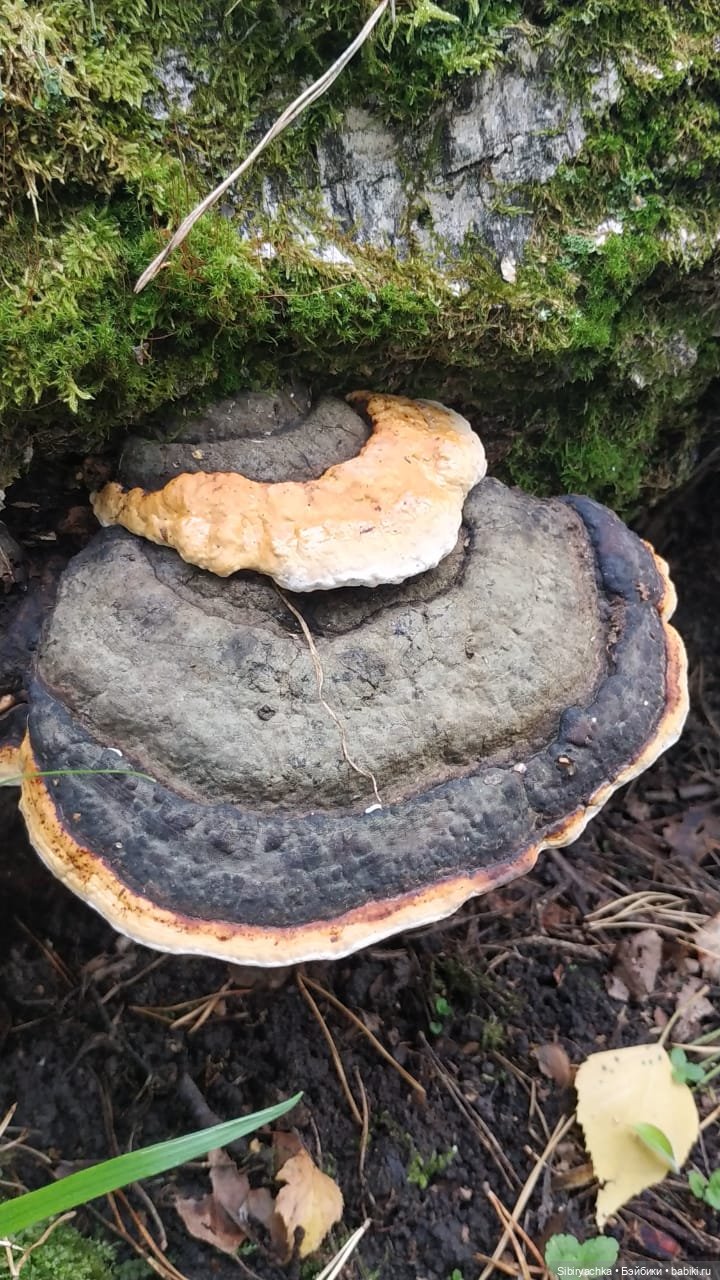 Лесные зарисовки на пороге осени