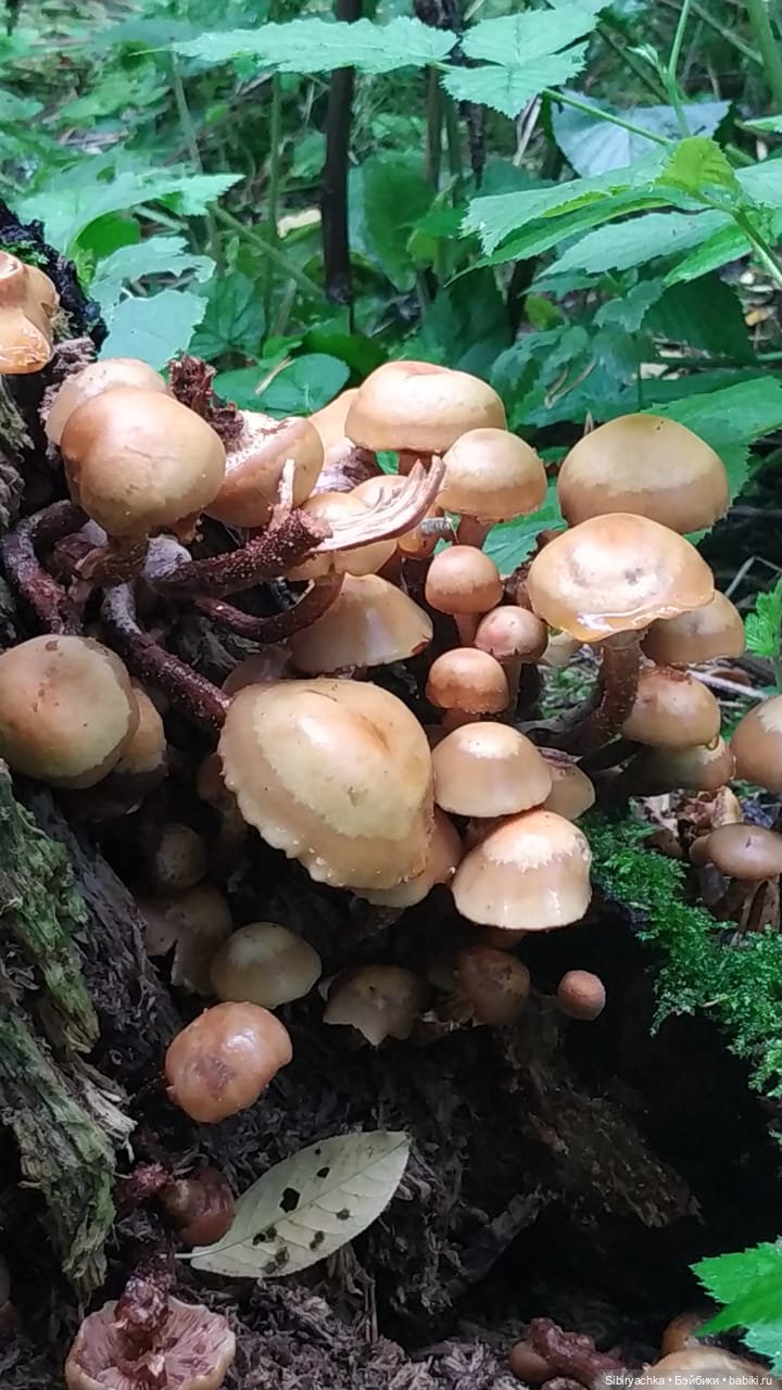 Лесные зарисовки на пороге осени (фото 3)