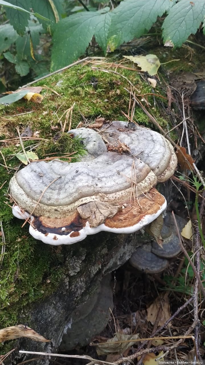 Лесные зарисовки на пороге осени