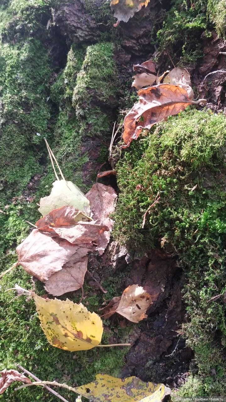 Лесные зарисовки на пороге осени