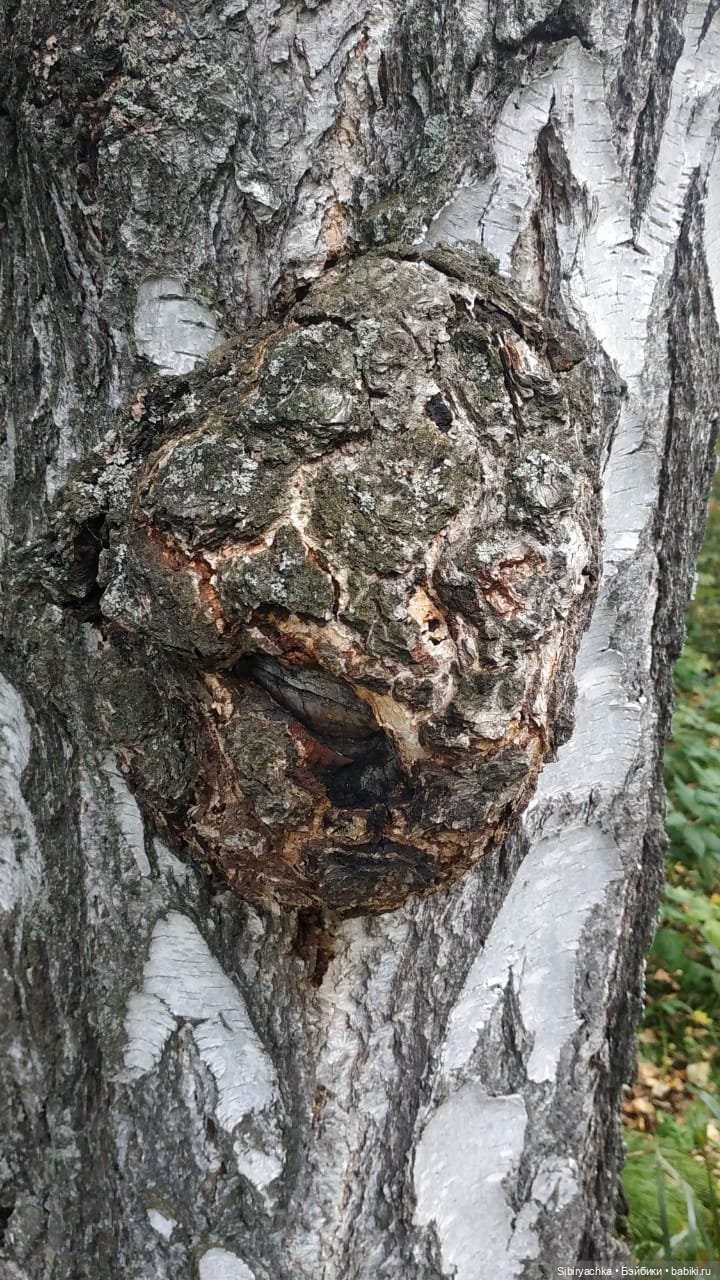 Лесные зарисовки на пороге осени