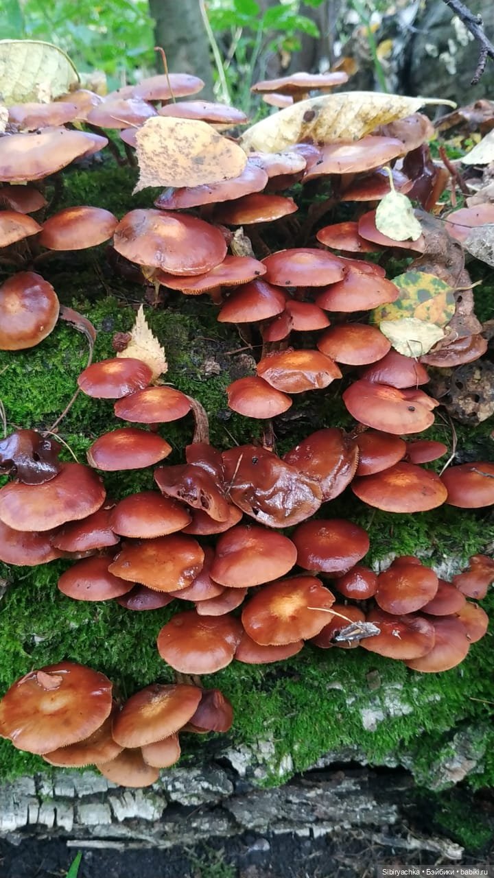 Лесные зарисовки на пороге осени