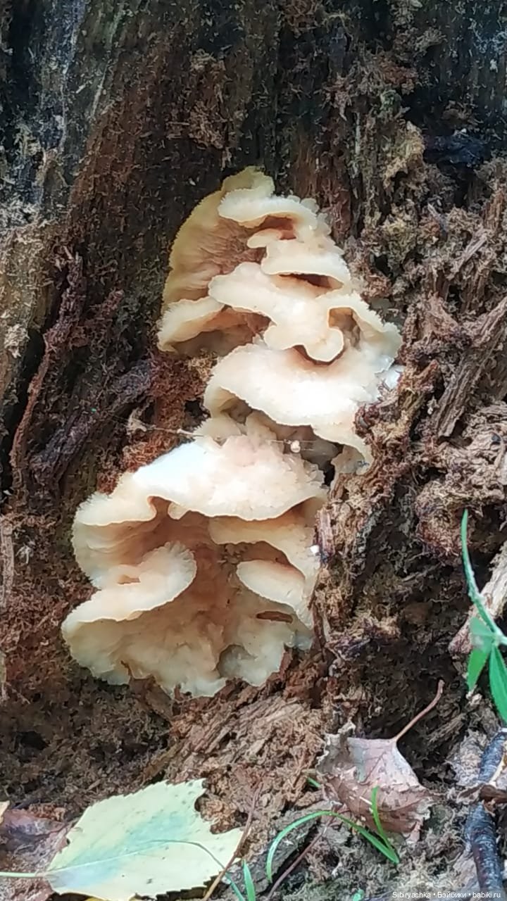 Лесные зарисовки на пороге осени