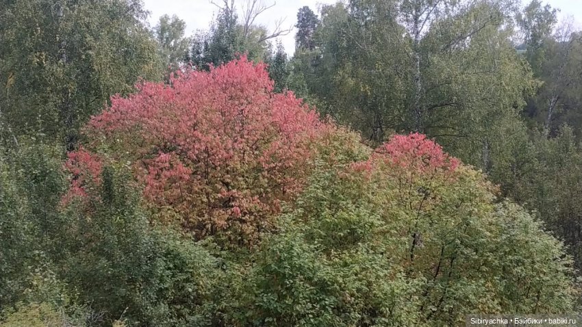 Лесные зарисовки на пороге осени