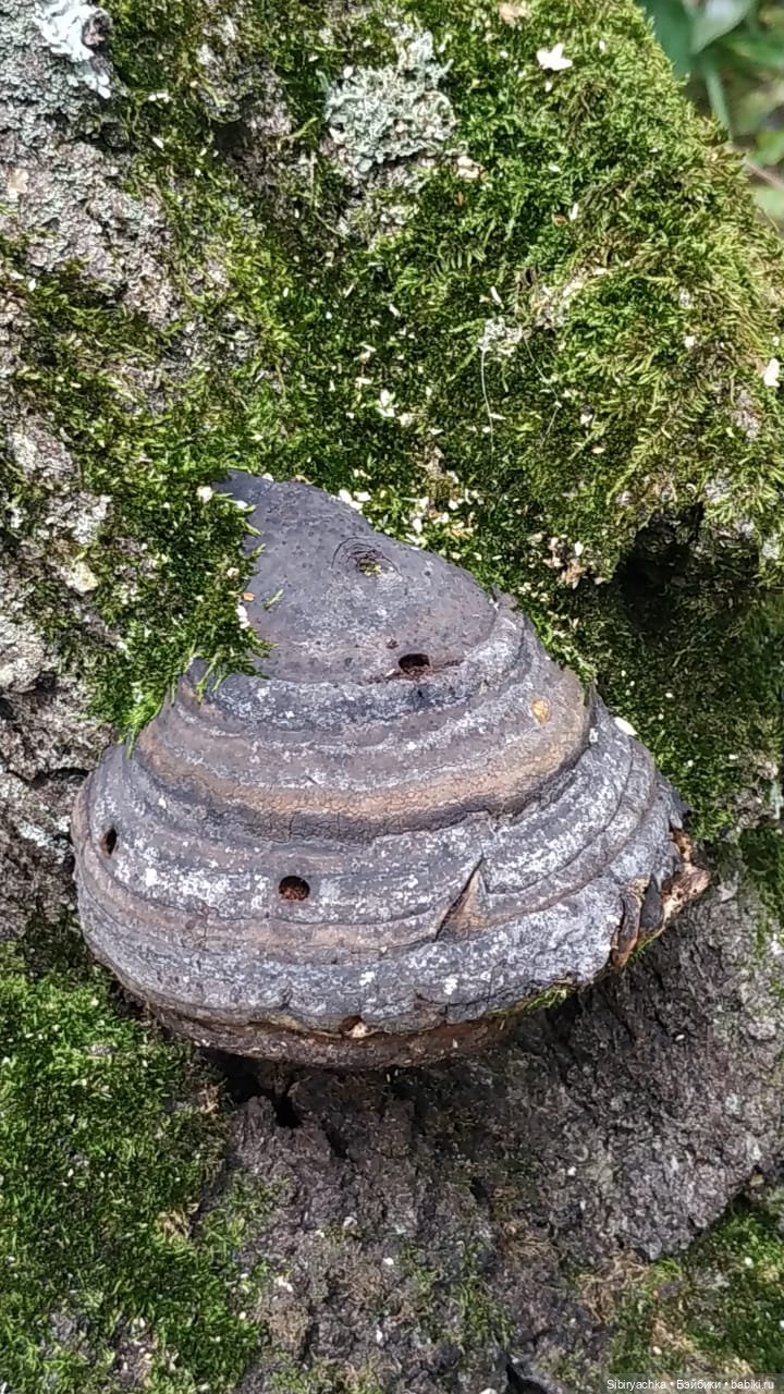 Лесные зарисовки на пороге осени