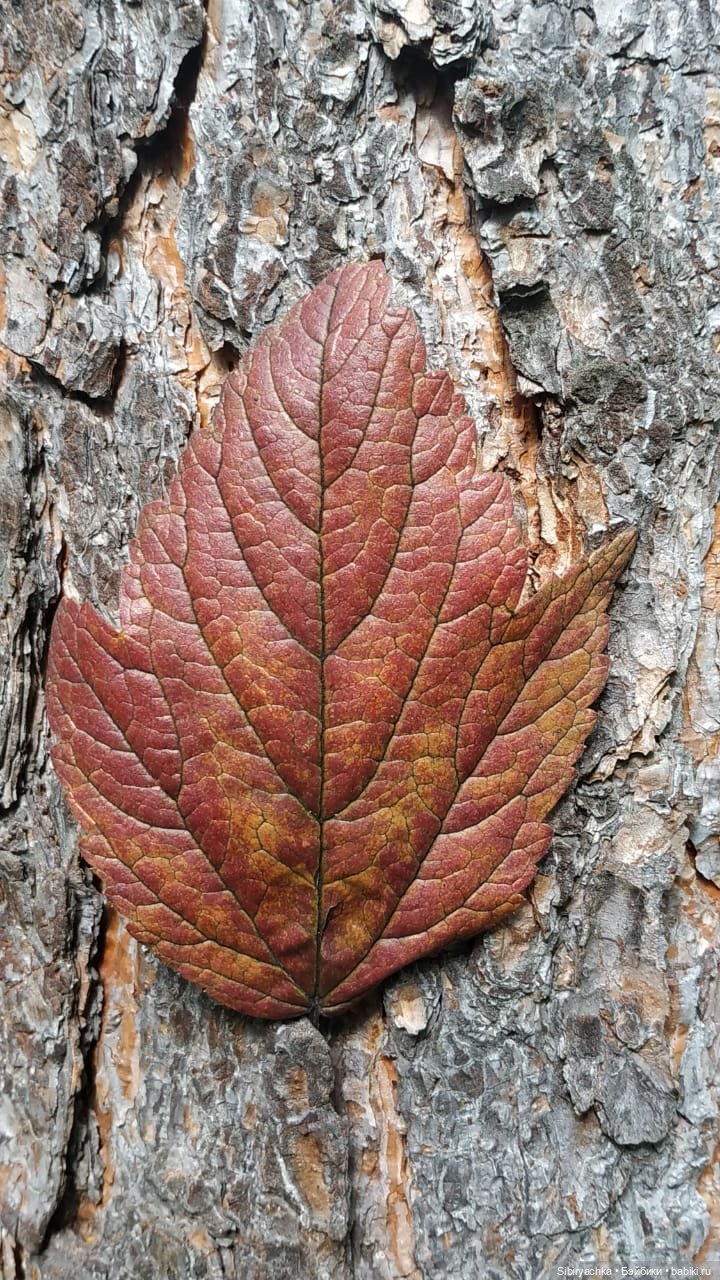 Лесные зарисовки на пороге осени