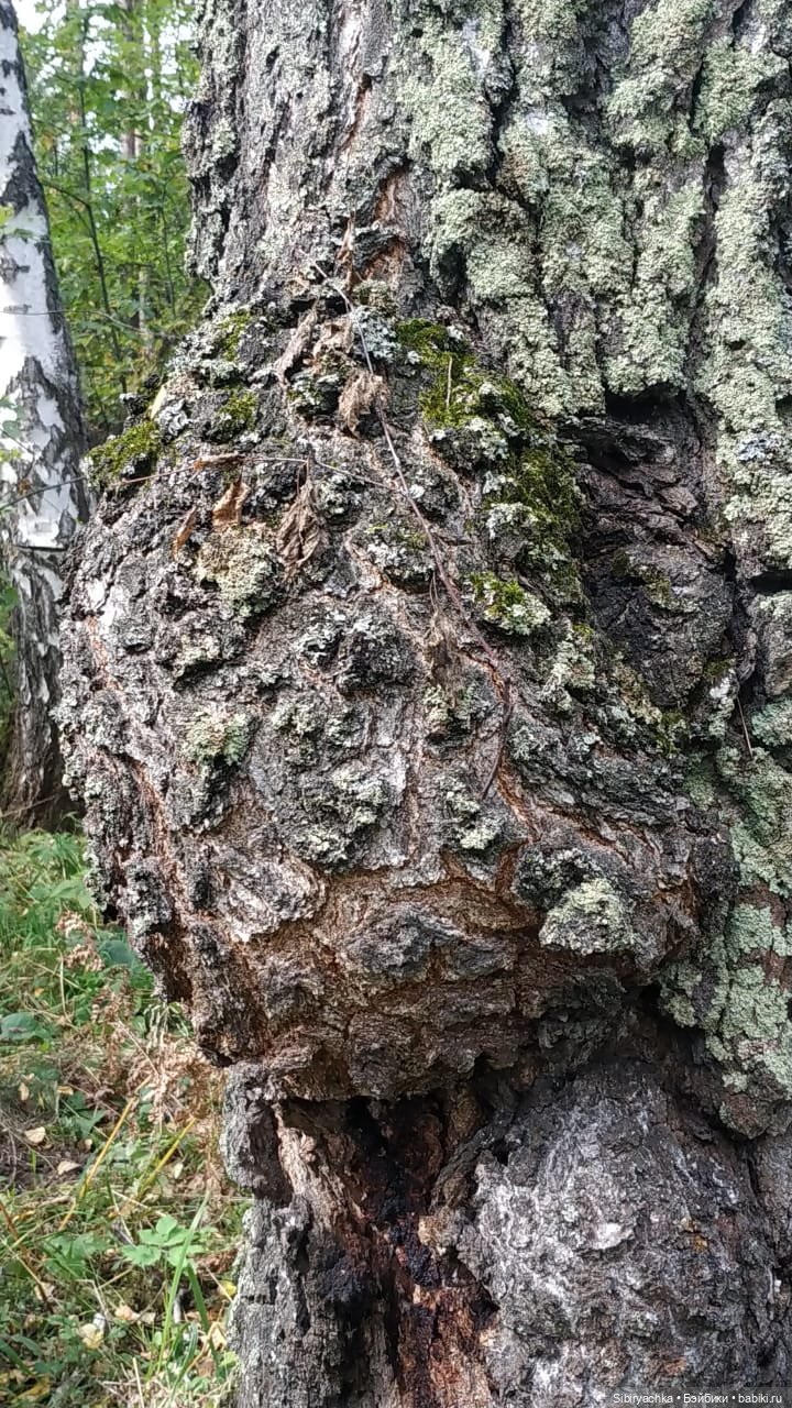 Лесные зарисовки на пороге осени