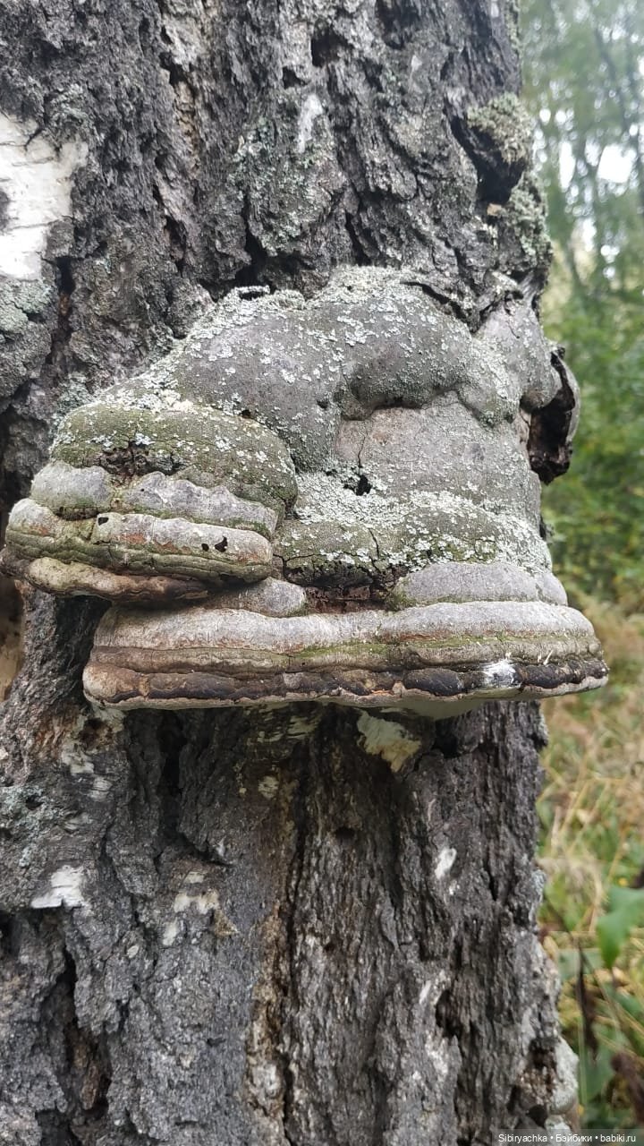 Лесные зарисовки на пороге осени
