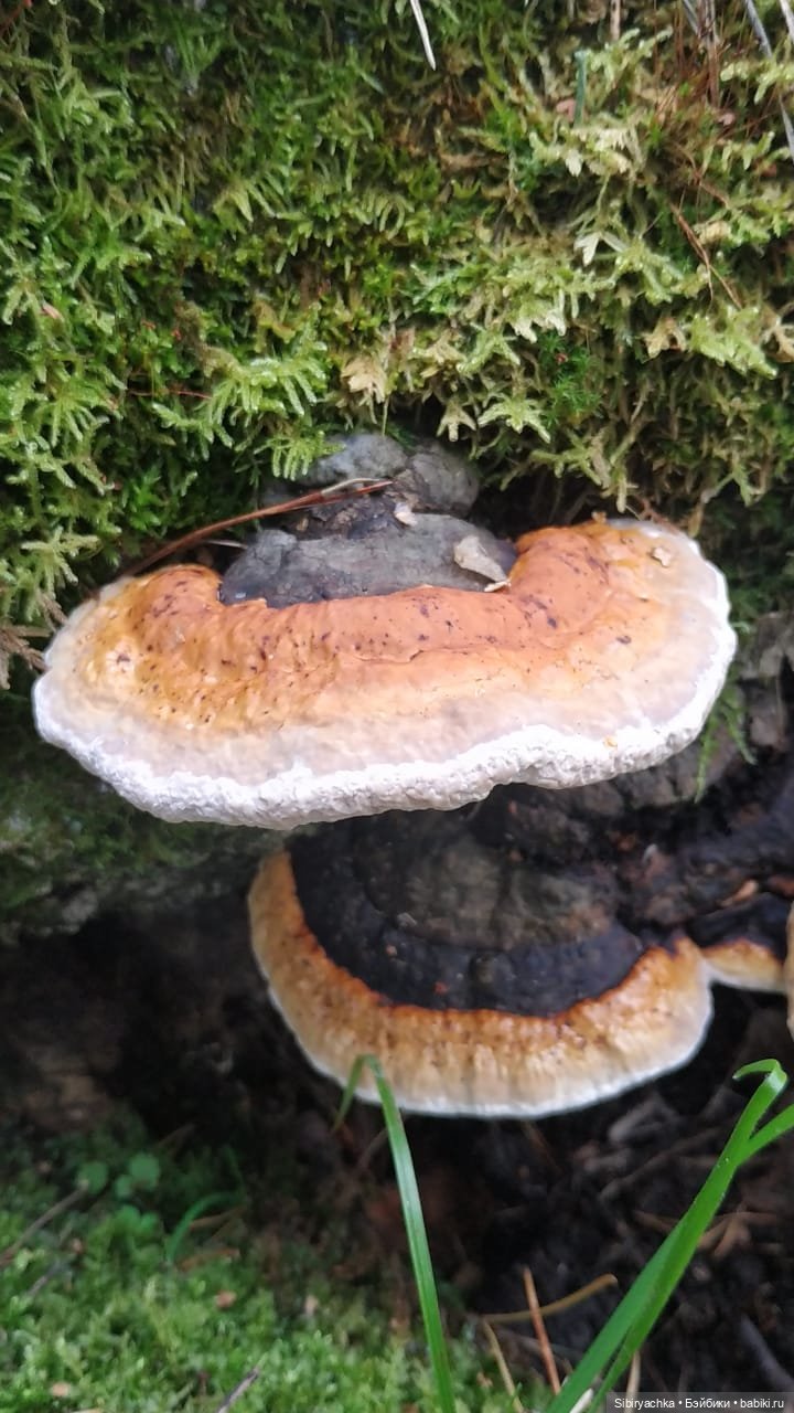 Лесные зарисовки на пороге осени