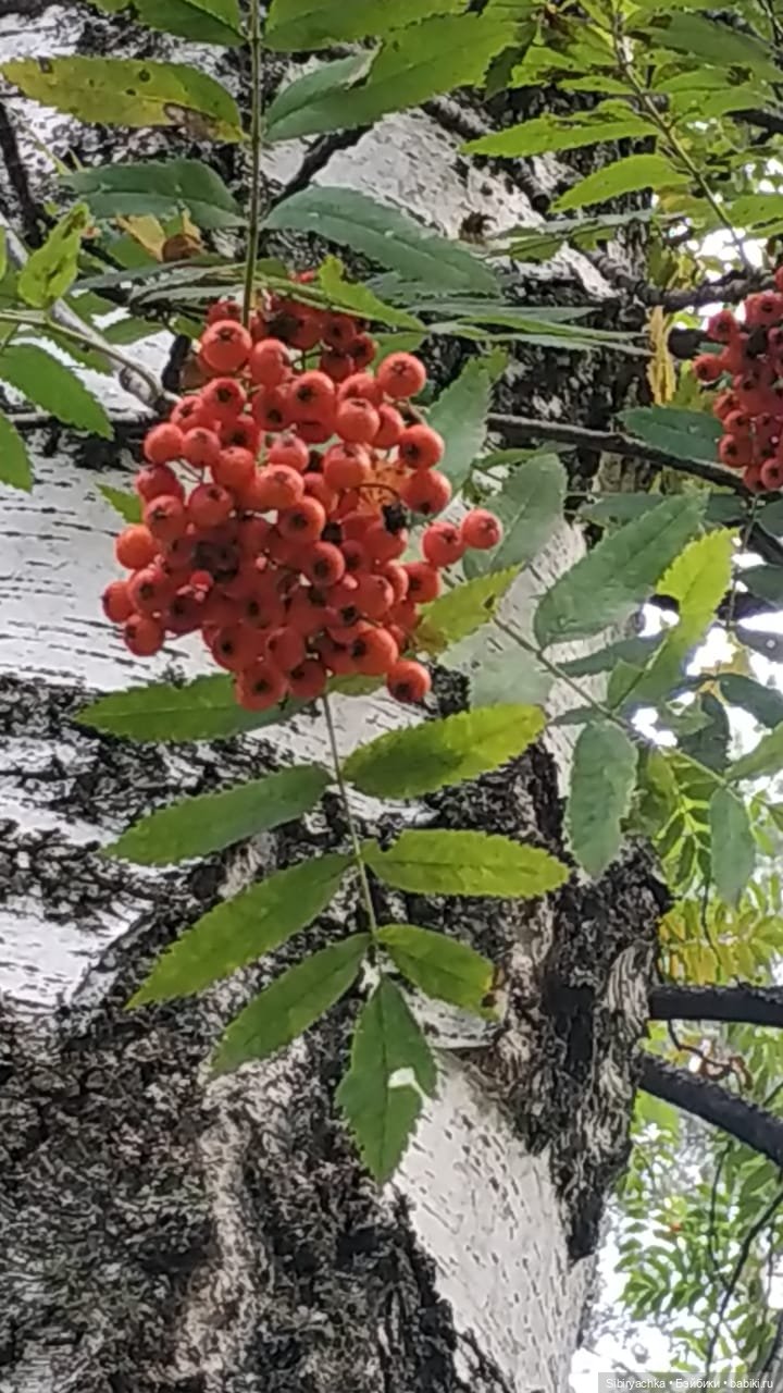 Лесные зарисовки на пороге осени