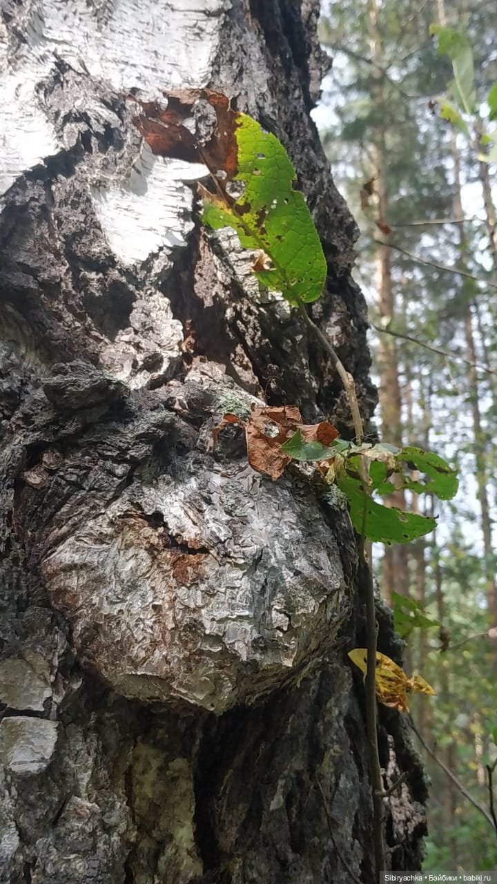 Лесные зарисовки на пороге осени