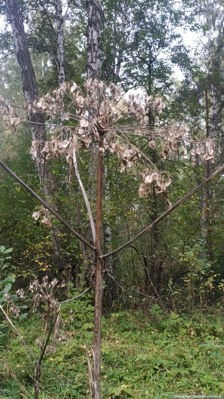 Лесные зарисовки на пороге осени