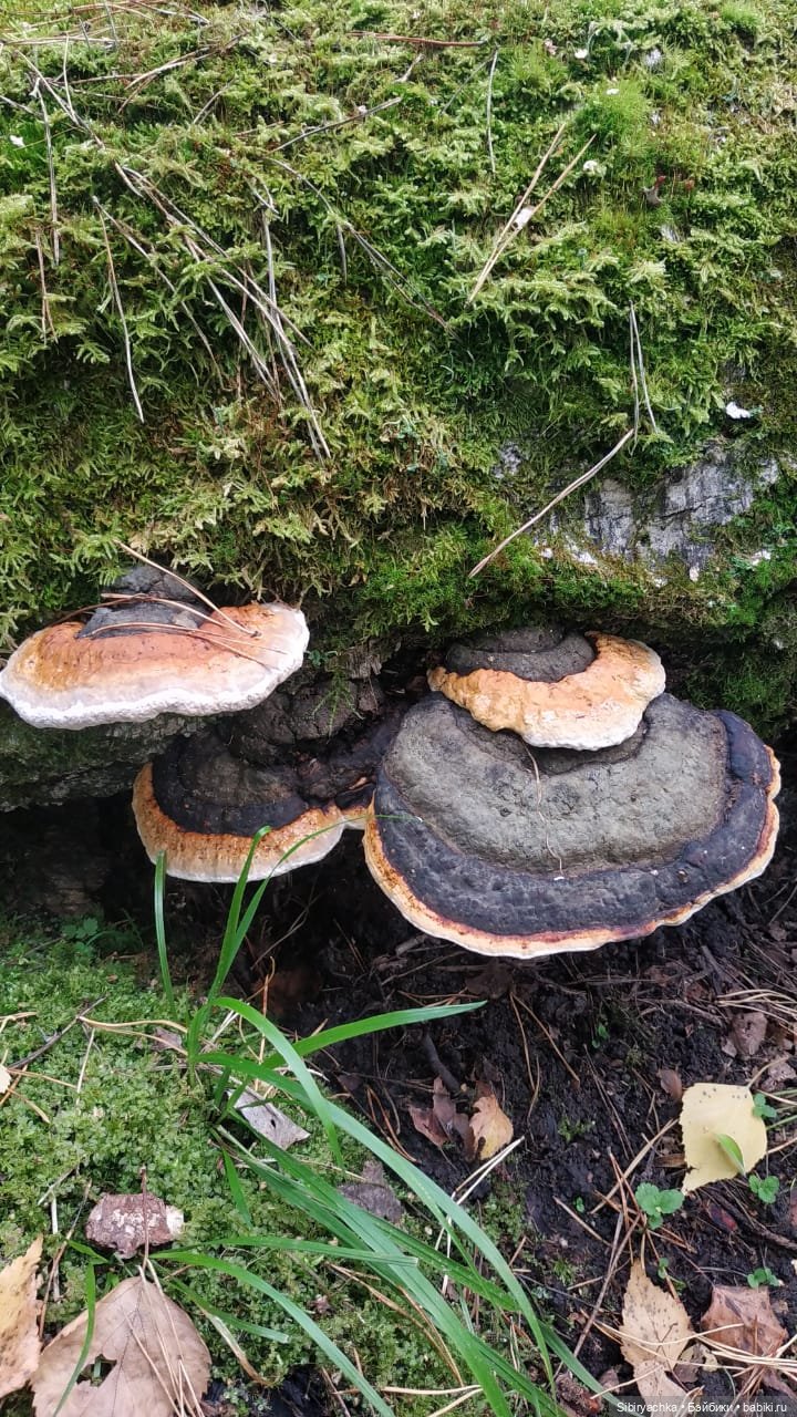 Лесные зарисовки на пороге осени