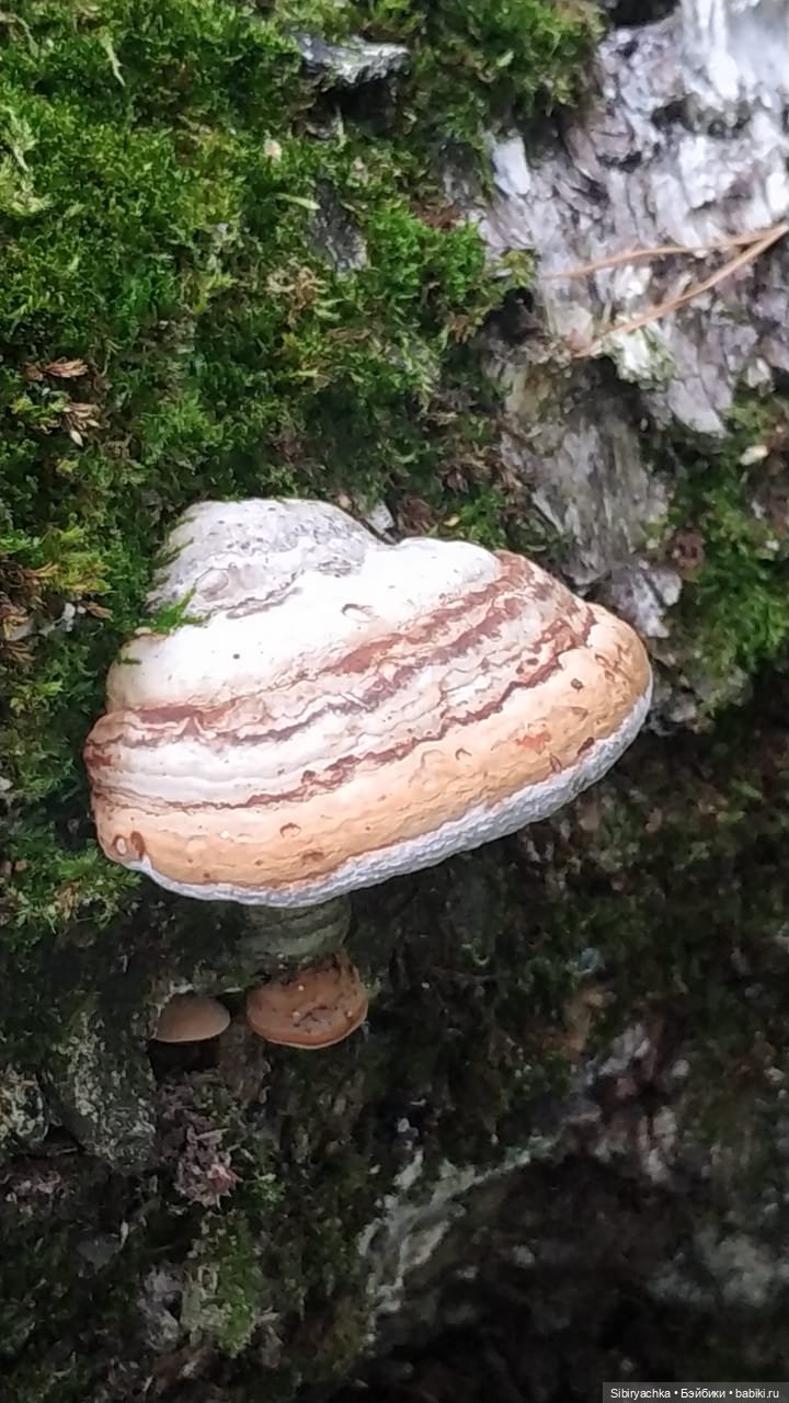 Лесные зарисовки на пороге осени