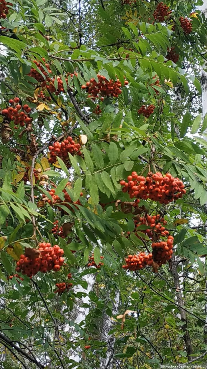 Лесные зарисовки на пороге осени