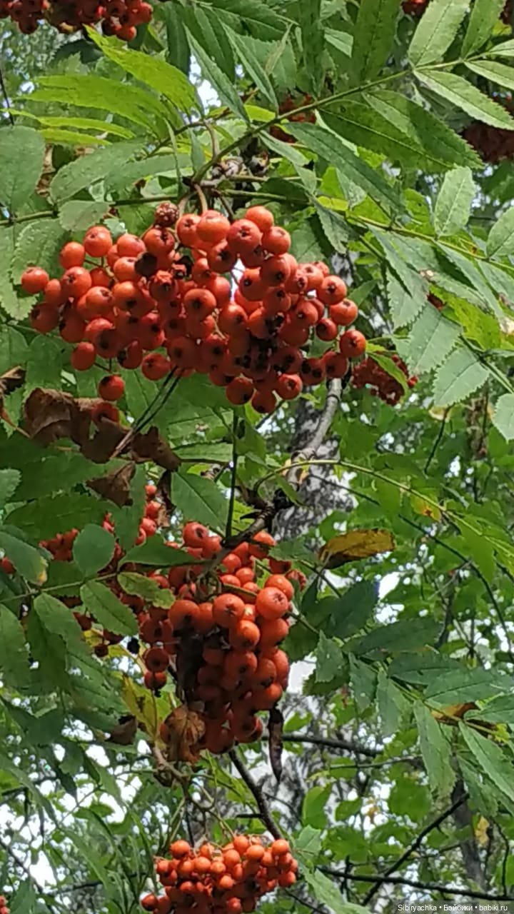 Лесные зарисовки на пороге осени