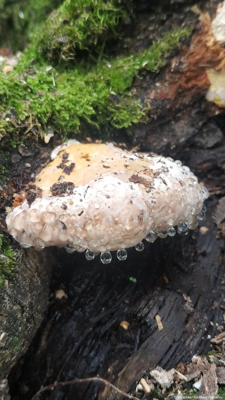 Лесные зарисовки на пороге осени (фото 9)