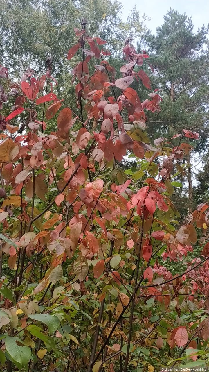 Лесные зарисовки на пороге осени