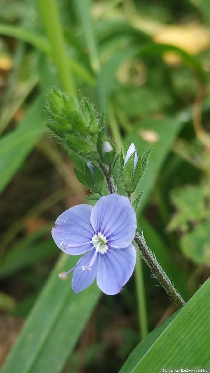 Лесные зарисовки на пороге осени