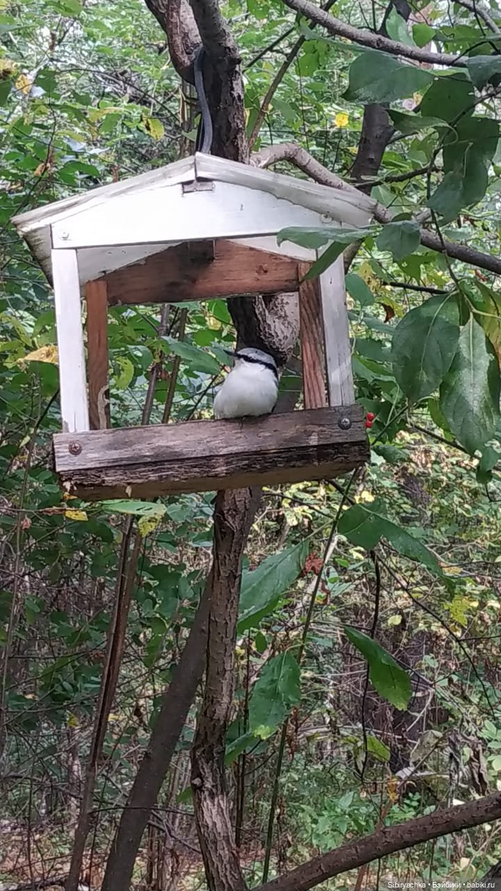 Лесные зарисовки на пороге осени