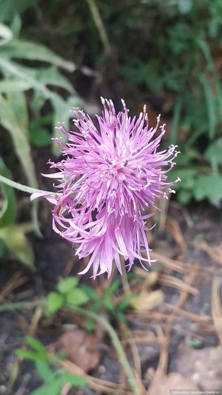 Лесные зарисовки на пороге осени