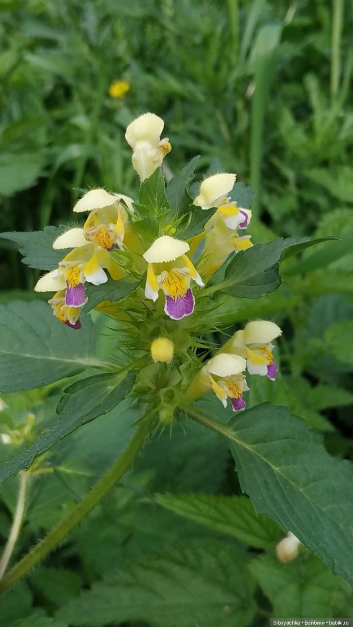 Лесные зарисовки на пороге осени