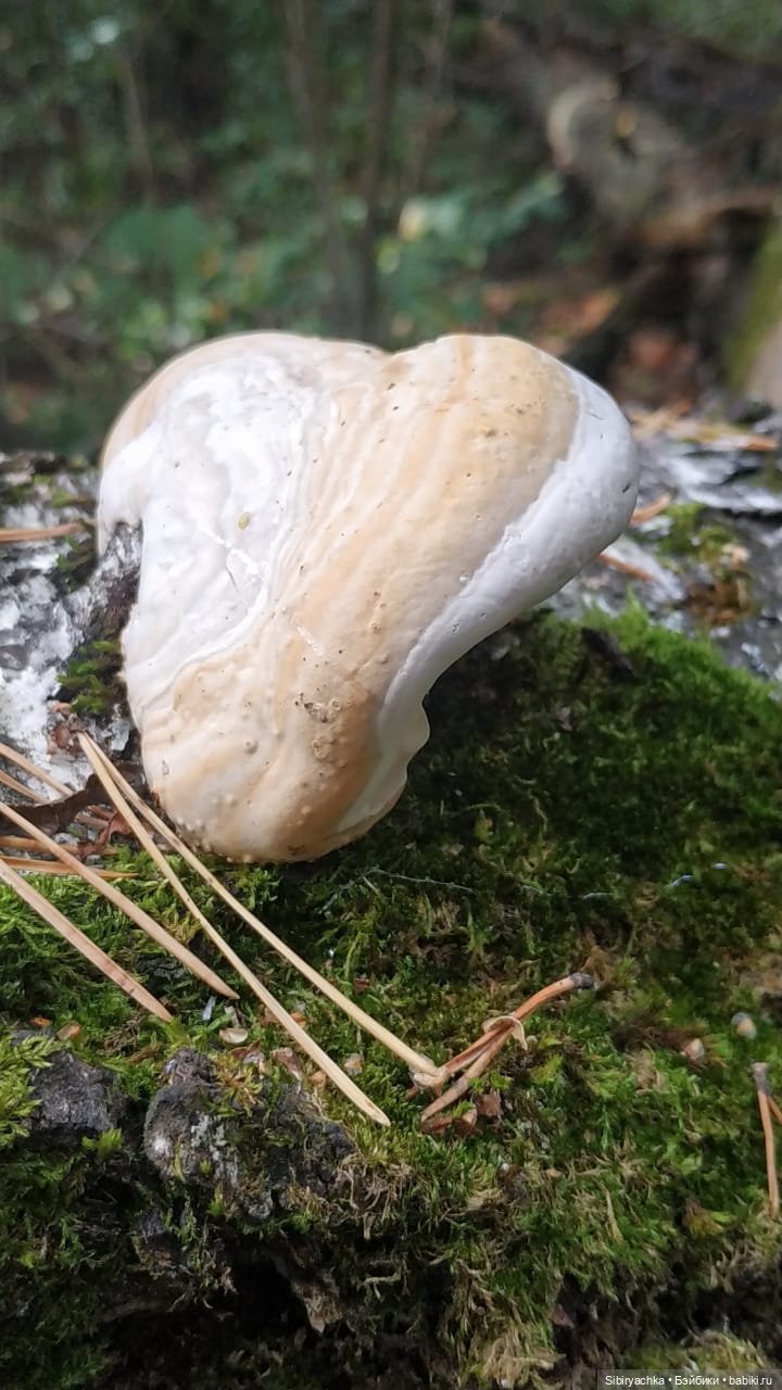 Лесные зарисовки на пороге осени