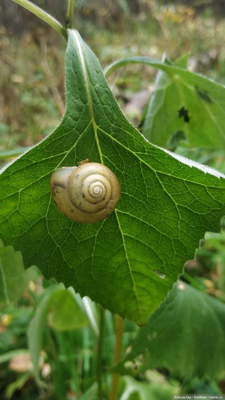 Лесные зарисовки на пороге осени (фото 10)